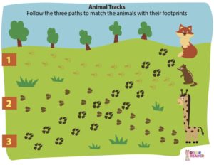 animal tracks activity